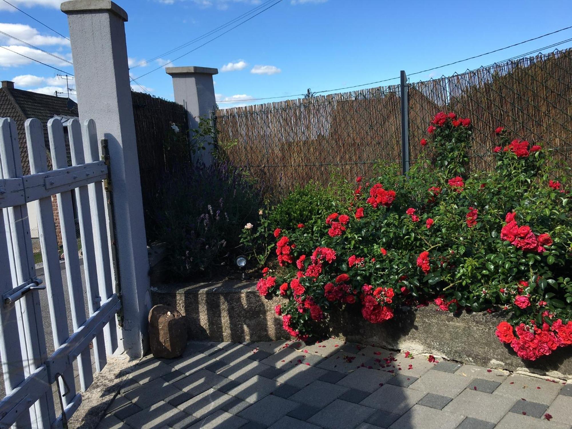 Les Magnolias En Alsace - Meuble De Tourisme 3 Etoiles Apartment Barembach Exterior foto
