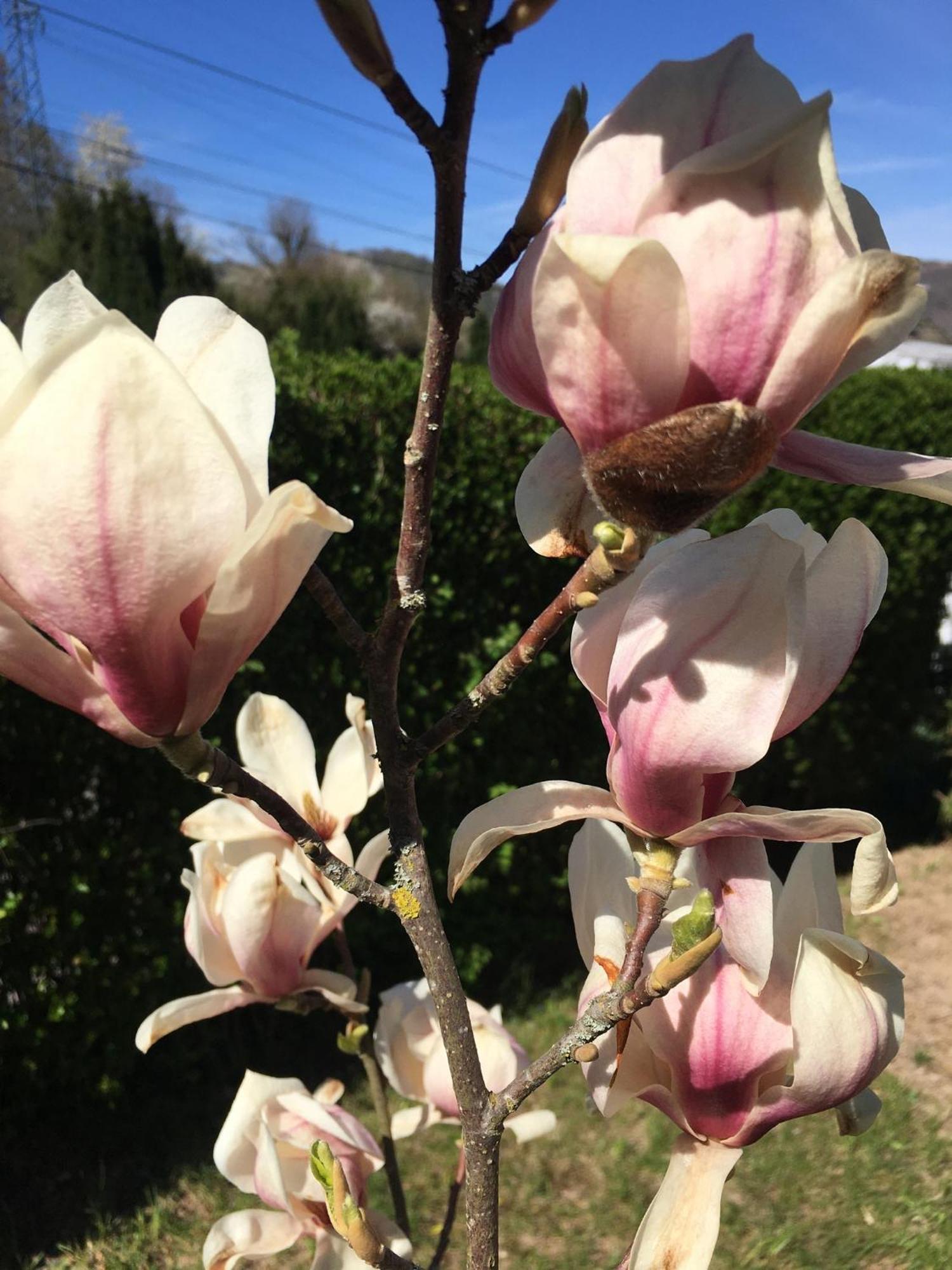 Les Magnolias En Alsace - Meuble De Tourisme 3 Etoiles Apartment Barembach Exterior foto
