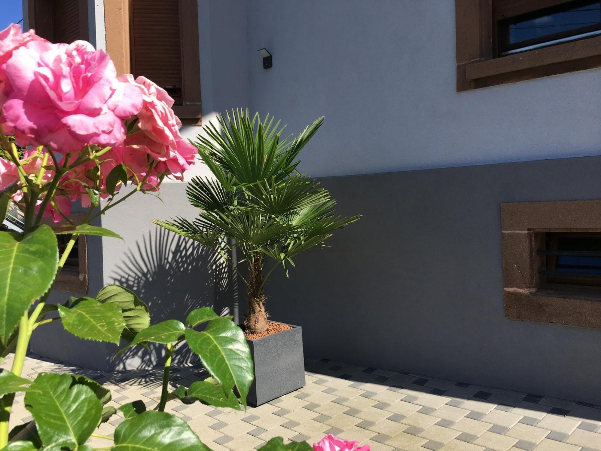Les Magnolias En Alsace - Meuble De Tourisme 3 Etoiles Apartment Barembach Exterior foto